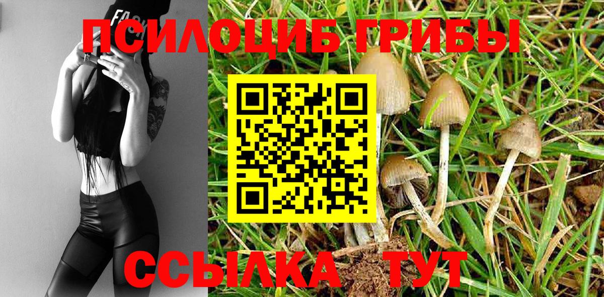 Псилоцибиновые грибы Cubensis Старая Купавна